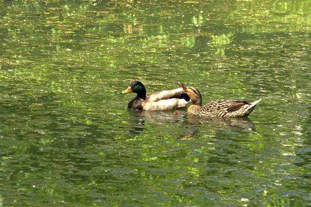 istock A pair of Mallard ducks 1402297032