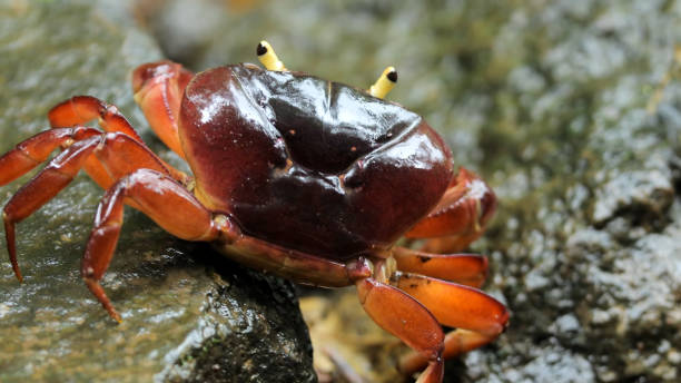 istock Close up of river crab 1402297153