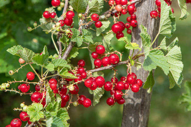 istock Bunch of currants on a plant 1402297690