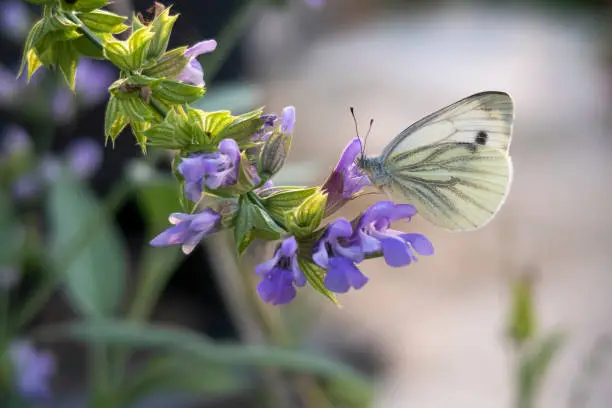 White butterfly on sage plant with purple flowers. Blooming time in summer season