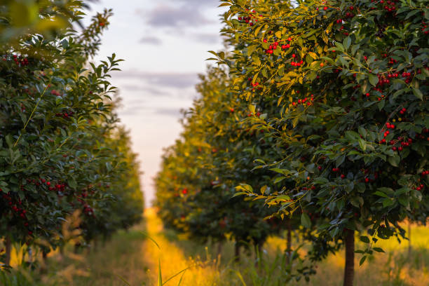 dojrzewanie wiśni na drzewie sadowym - cherry cherry tree tree fruit zdjęcia i obrazy z banku zdjęć