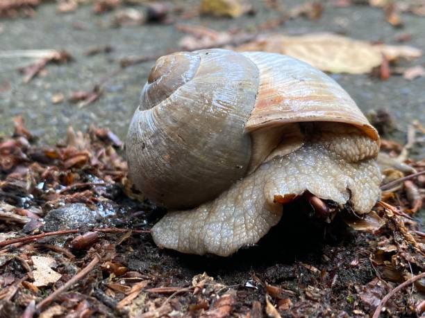 istock Pretty snail with a snail shell on the way 1402298468