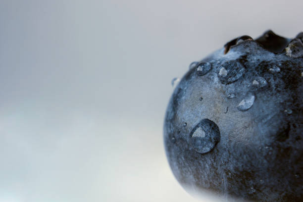 Blueberry isolated. Blueberry with water drops on white background. High detail macro shoot.