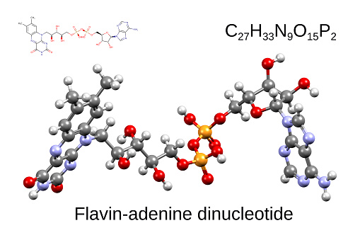 Chemical formula, skeletal formula, and 3D ball-and-stick model of the coenzyme flavin-adenine dinucleotide