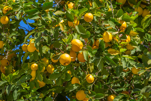 Tree with fresh yellow ripe lemons and green leaves in Greece