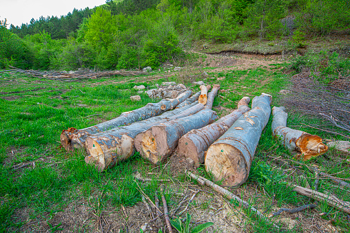 Timber industry. Cut tree trunks in the forest, Serbia, Europe.