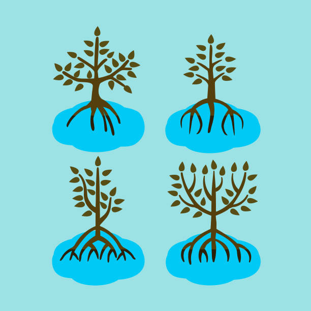 kuvapankkikuvitukset aiheesta mangrove puun vektorin suunnittelu kuva - mangrove tree