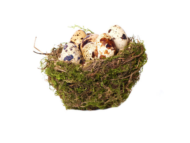 istock Bird's nest with eggs isolated on a white background. Side view 1402302265