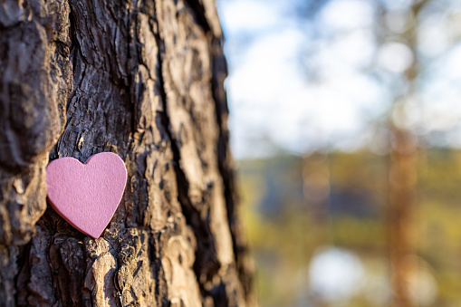 red wooden heart on a pine tree trunk. pine bark and wooden heart