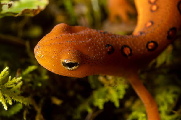 istock Orange Newt Up Close 1402303055