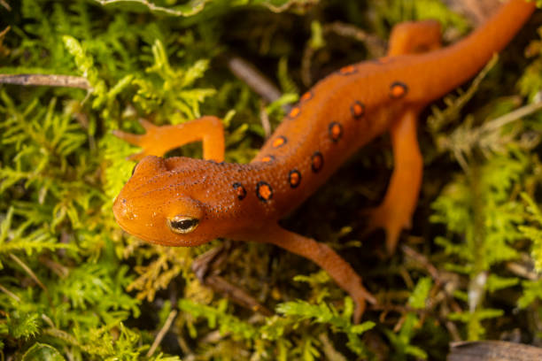 A small orange newt crawls atop the ground.