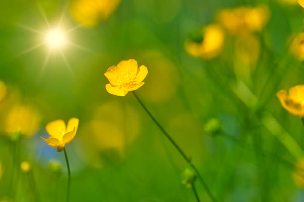 istock Summer impressions from the Thuringian Forest 1402303425