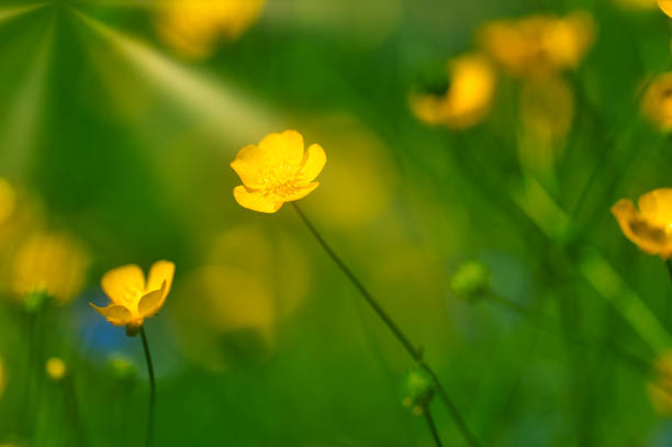istock Summer impressions from the Thuringian Forest 1402303436