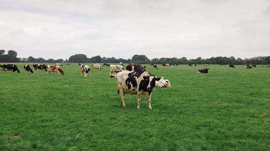 Traditional Dutch agriculture farm cow on field Netherlands Holland