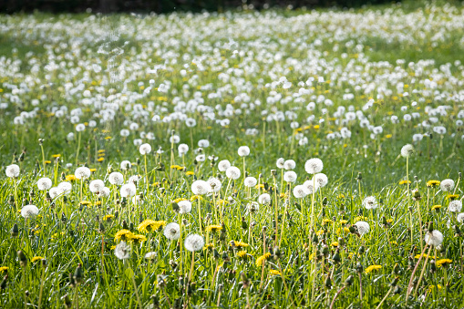 Grass, Dandelion Seeds and Blue Sky