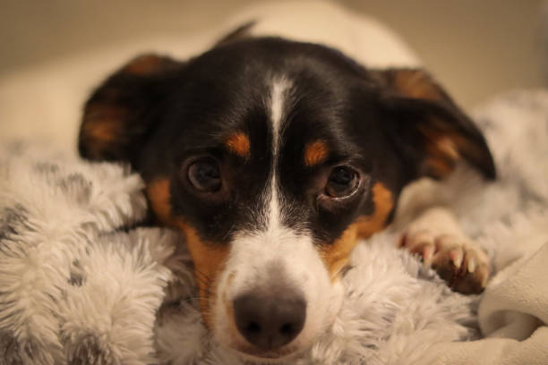 istock Jack Russel terrier puppy closeup portrait 1402304517