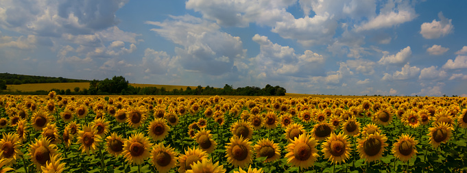 wide sunflower field under blue cloudy sky, agricultural rural scene