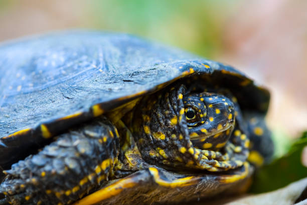 istock closeup turtle crawl among leaves in forest 1402305486