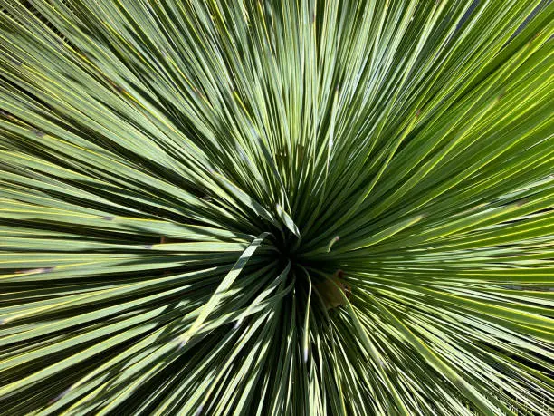 A sharp spiky yucca plant seen from directly above