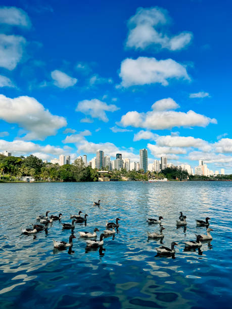 istock Ducks swimming in the summer sun. 1402309331