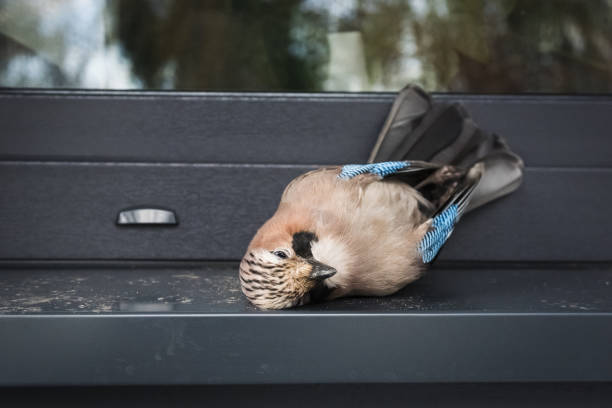 Dead jay after colliding with window stock photo