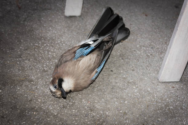 Dead jay after colliding with window stock photo