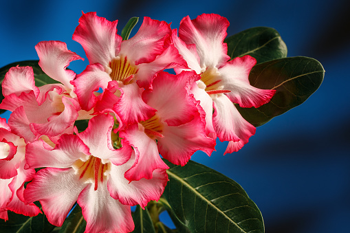 Pink Desert rose flowers. There is free space for text, it can be used as a greeting card