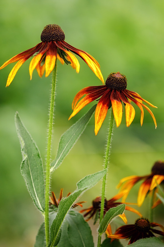 Colorful flowerbed in a park with rudbeckia, echinacea, sage and daisy flowers.