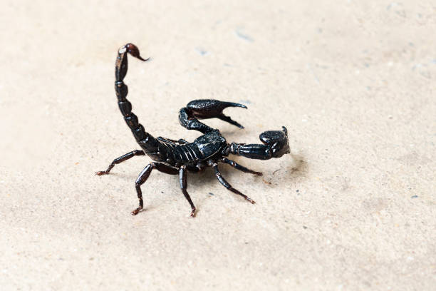 scorpion auf isoliertem hintergrund mit kopierraum - skorpion spinnentier stock-fotos und bilder