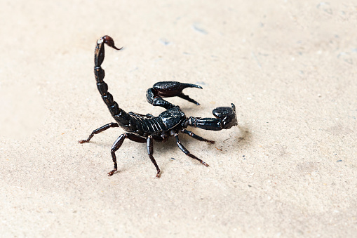 Thailand, Scorpion, Scorpio, Poisonous, White Background