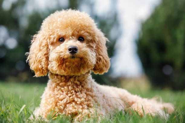 Poodle on the grass. Dog in nature. Dog of the Poodle breed. The puppy lying, smiling and poses for the camera stock photo