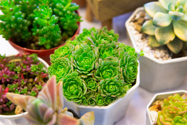 istock Cactus for sale at the plant show 1402314344