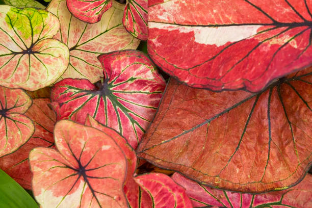 istock Caladium bicolor Queen of the Leafy Plants Red 1402314351