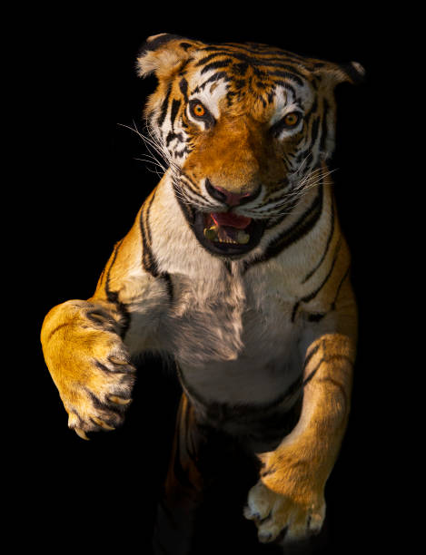 istock Young tiger close-up on black background 1402314394
