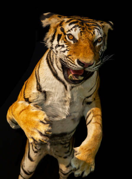 istock Young tiger close-up on black background 1402314395