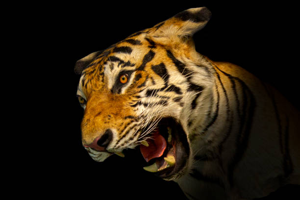 istock Young tiger close-up on black background 1402314411