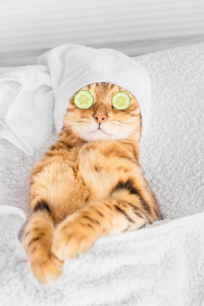 bengal cat with cucumbers in front of his eyes in the spa. - domestic cat towel pets animal imagens e fotografias de stock
