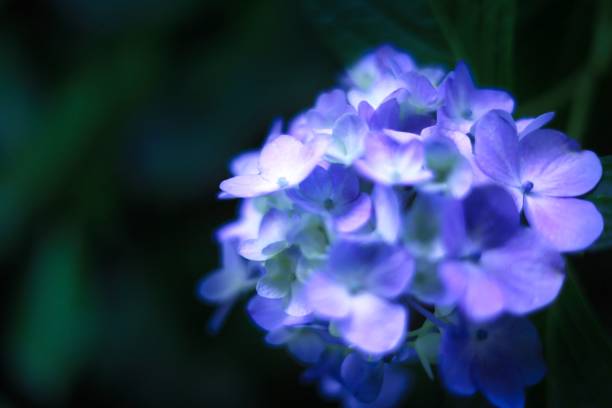 Hydrangea, a hydrangea that blooms beautifully during the rainy season in early summer June stock photo