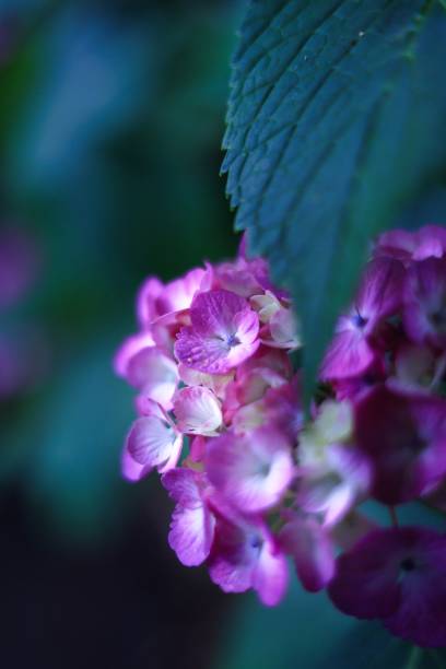 istock Hydrangea, a hydrangea that blooms beautifully during the rainy season in early summer June 1402317362