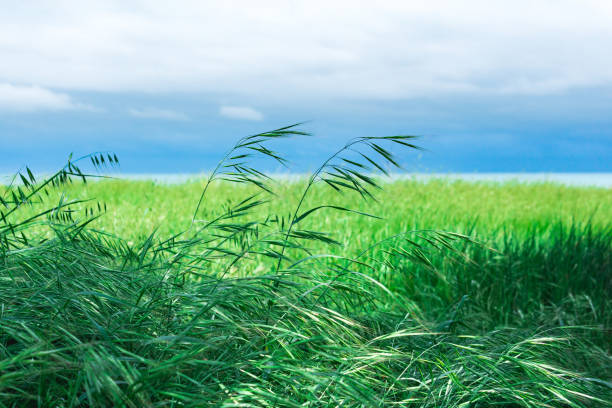 meadow with green eared grass on the seashore meadow with green eared grass on the seashore avena fatua stock pictures, royalty-free photos & images