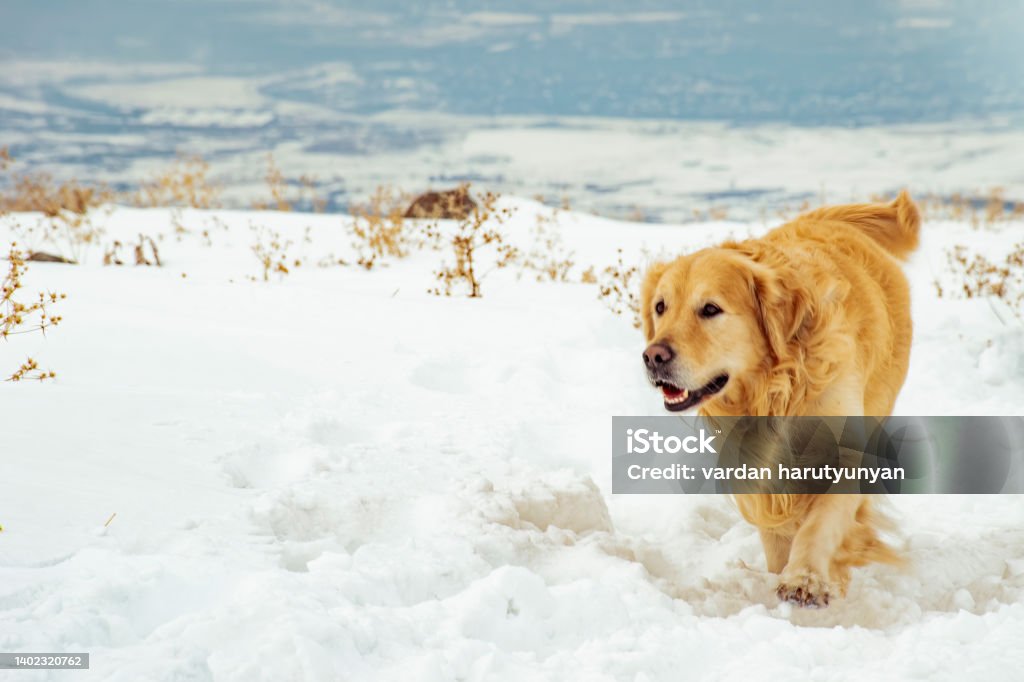 dog dog in mountain Dog Stock Photo