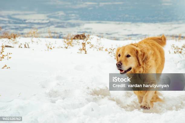 Dog Stock Photo - Download Image Now - Dog, Travel Destinations, Travel