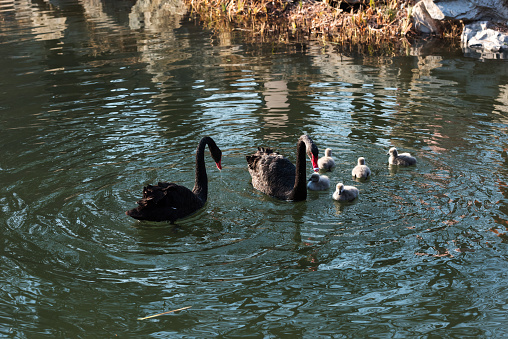 Black swans and their little swans swimming in the pond