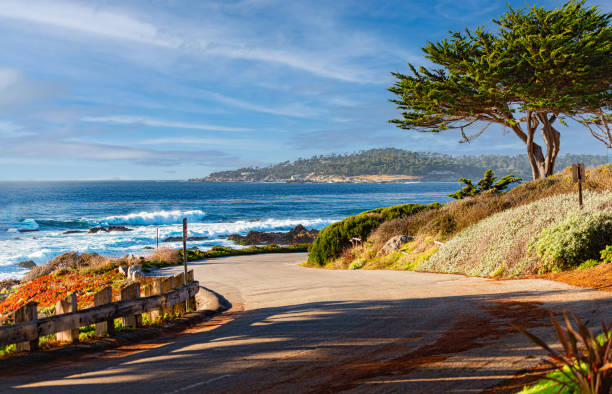 배경에 바다가있는 해안의 나무 - pacific coast highway 뉴스 사진 이미지