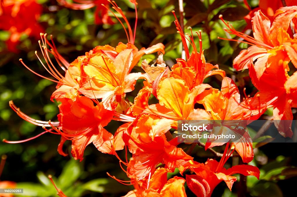 Rododendro - 18 - Foto de stock de Aire libre libre de derechos