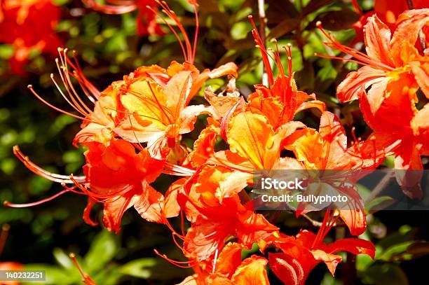 Rododendro 18 Foto de stock y más banco de imágenes de Aire libre - Aire libre, Arbusto, Brillante