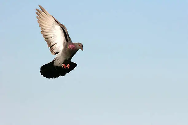 Photo of Pigeon in flight