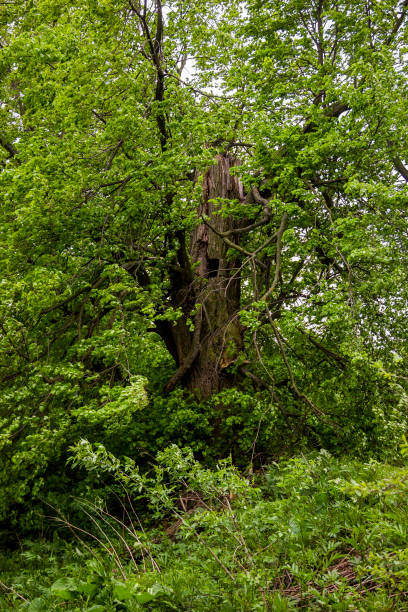 istock close-up of big old elm tree 1402323752