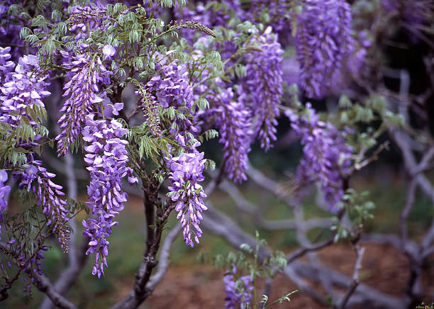wisteria, jardín botánico de brooklyn - wisteria fotografías e imágenes de stock