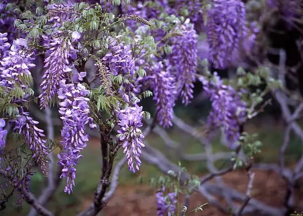 This beautiful Wisteria, in full bloom was captured at the Brooklyn Botanic Gardens.